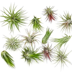 Air Plants